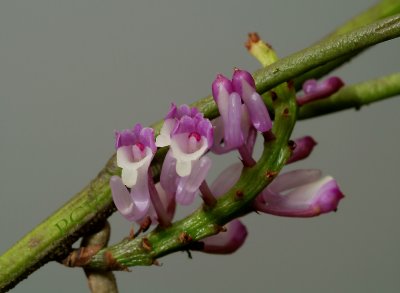 Schoenorchis juncifolia, flowers 5 - 6 mm