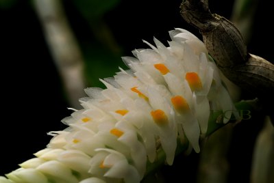 Dendrobium secundum, close