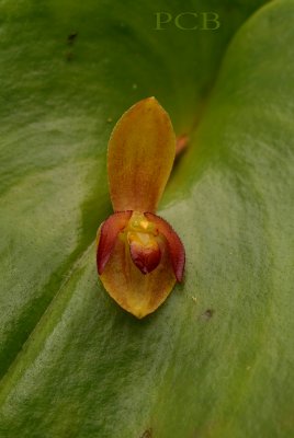 Pleurothallis sp.  1.5 cm