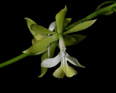 Epidendrum stamfordianum 'alba'  height of the is flower 3 cm