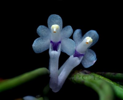 Cleisocentron merrillianum, little blue orchid,  flower only 8 or 9 mm