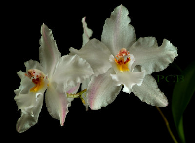 Odontoglossum, as previous