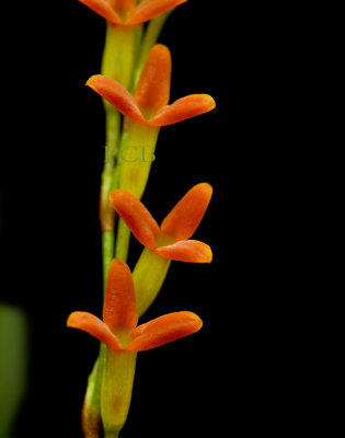 Physosiphon tubatus, total height of one flower is 1cm