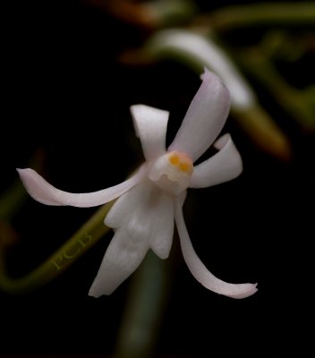 Neofinetia richardsiana