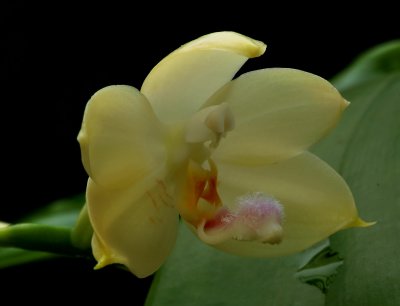 Phalaenopsis florensis
