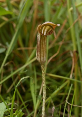 Arisarum vulgare, Kreta