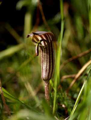 Arisarum vulgare, Kreta