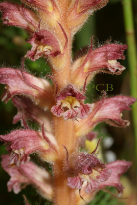 Orobanche pubescens, close