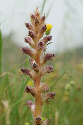 Orobanche pubescens, Kreta