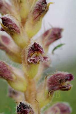 Orobanche pubescens, Kreta