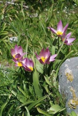 Tulipa bakeri, wilde tulp. Kreta