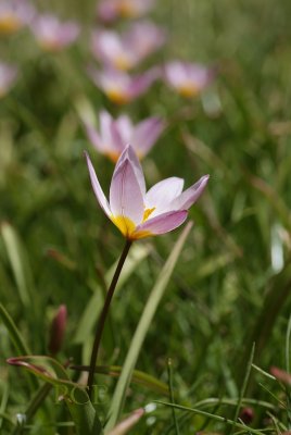 Tulipa bakeri, wilde tulp, Kreta