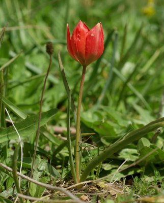 Tulipa doerfleri, wilde tulp kreta