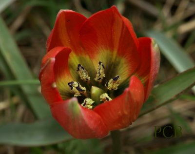 Tulipa doerfleri, close, wilde tulp Kreta