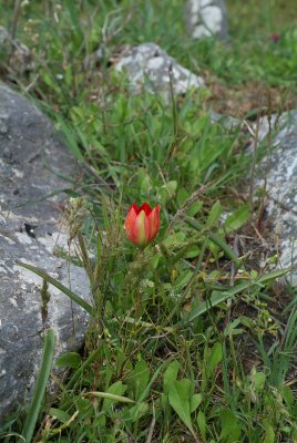 Tulipa goulimyi, wilde tulp, Kreta