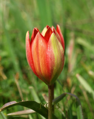 Tulipa goulimyi, wilde tulp, Kreta