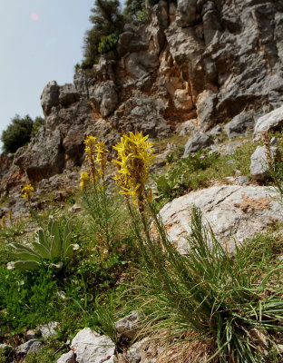 Asphodeline lutea, Liliaceae reuzen beenbreek kreta