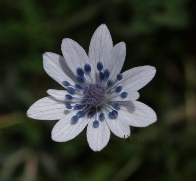 Anemone hortensis ssp. heldreichii