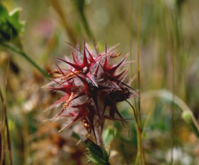 Trifolium stellatum