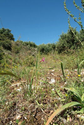 Gladiolus italicus, wilde gladiool, Kreta