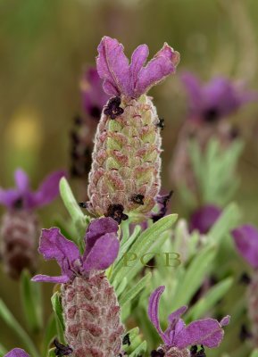 Lavandula stoechas, wilde lavendel, Kreta