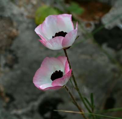 Ranunculus asiaticus, Kreta
