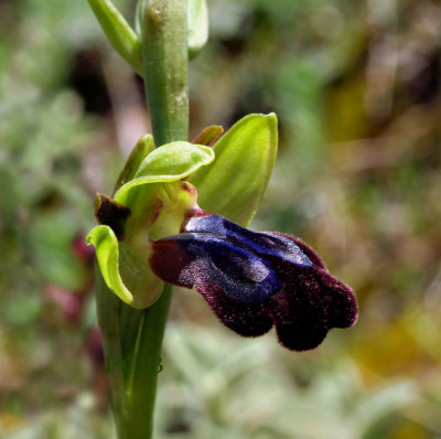 Ophrys iricolor ssp. eleonorae