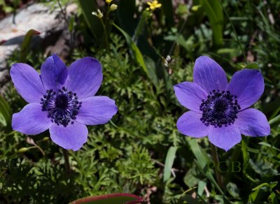 Anemone coronaria, purple