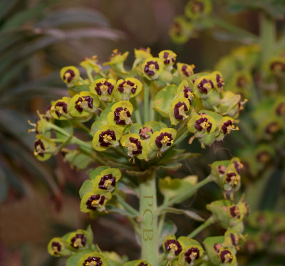 Euphorbia characias