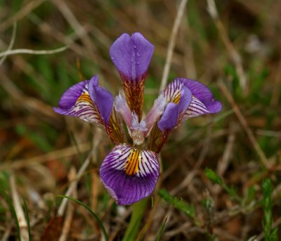 Iris cretensis, wilde iris Kreta