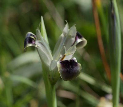 Zwarte iris, Hermodactylus tuberosus, Kreta