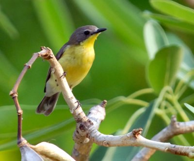 Golden-bellied Gerygone - common name Flyeater