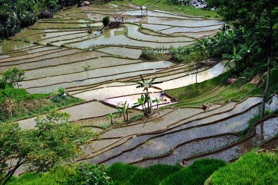 Rice Fields