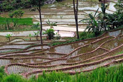 Rice Fields