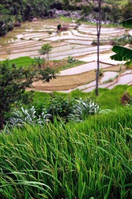 Rice Fields