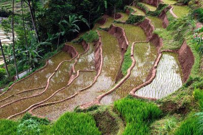 Rice Fields