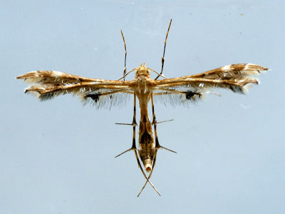 A variety of plume moth - I think