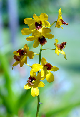 Orchid with Nikon 105 f2.5 Ai-S MF Lens