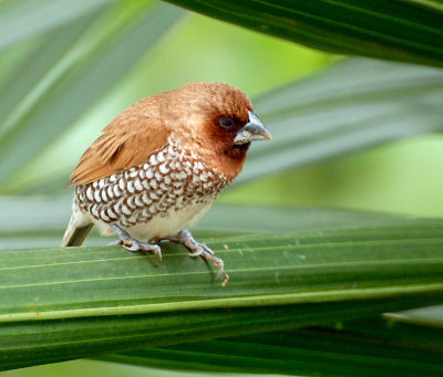 Scaly-Breasted Munia