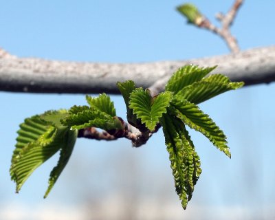 Springtime Elm