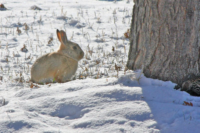 December 4th lawn rabbit