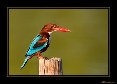 White-throated Kingfishers