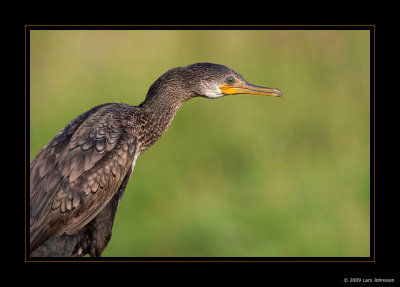 Ducks, Grebes & Cormorants