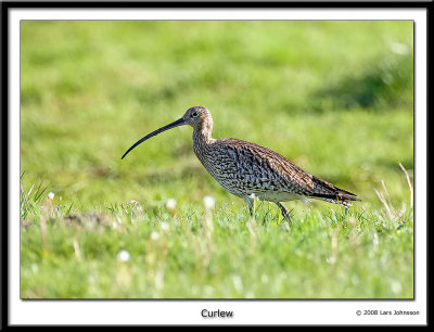 Curlew 2008