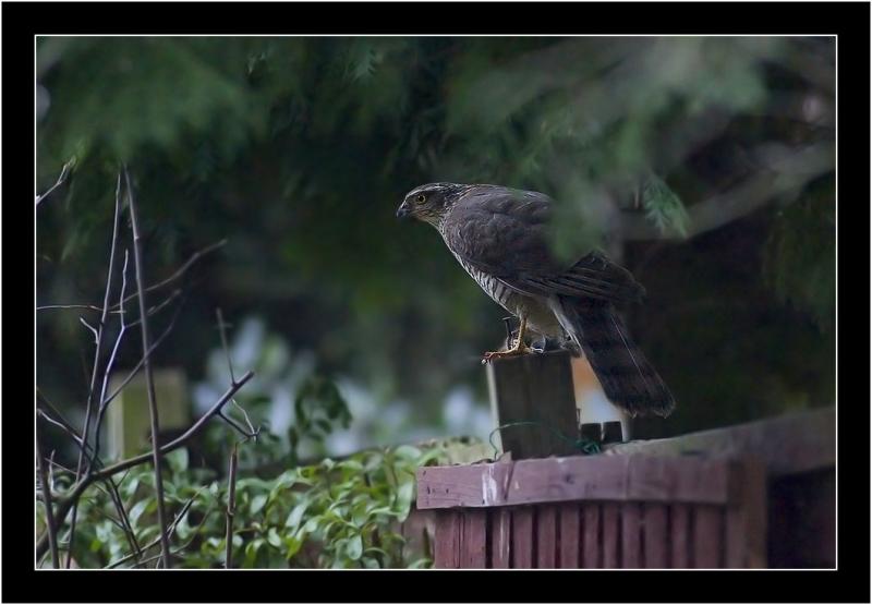 sparrowhawk