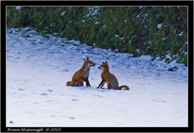 fox.jpg