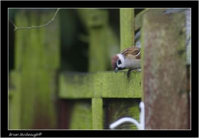 tree sparrow.jpg