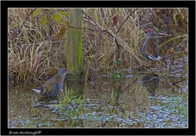 water rail.jpg