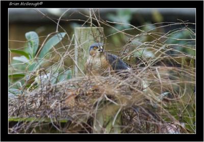 sparrowhawk with great tit leg in mouth.jpg