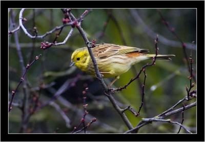 g3/08/436508/3/57335916.yellowhammer1.jpg